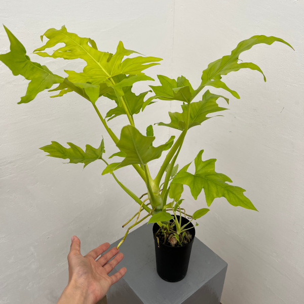 フィロデンドロン:ワースウィッシー フラバム 3号鉢植え25-01