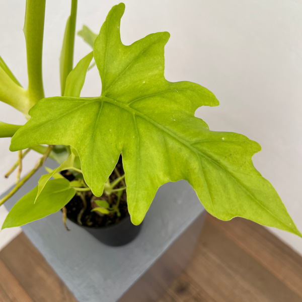 フィロデンドロン:ワースウィッシー フラバム 3号鉢植え25-01