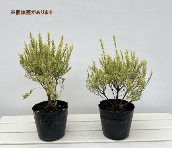 マートル(ギンバイカ・銀梅花):斑入り小葉(コバ)5号ポット