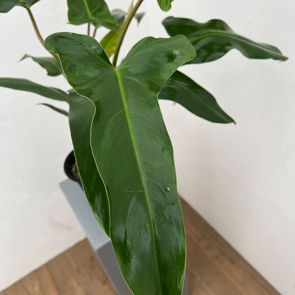 フィロデンドロン：メキシカム　 4号鉢植え