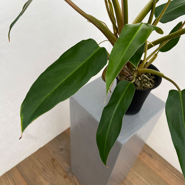フィロデンドロン：メキシカム　 4号鉢植え