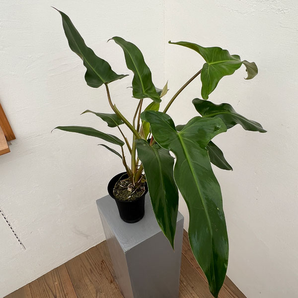フィロデンドロン：メキシカム　 4号鉢植え