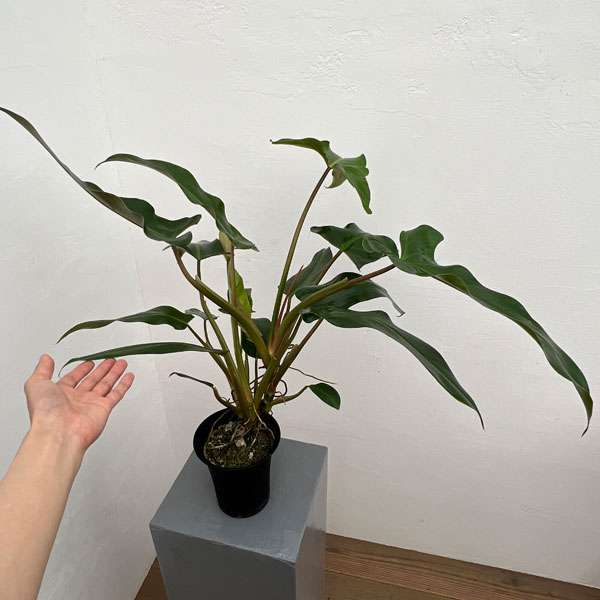 フィロデンドロン：メキシカム　 4号鉢植え