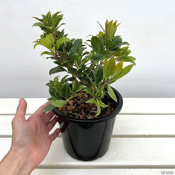 アセビ(馬酔木):ミリオン5号鉢植え