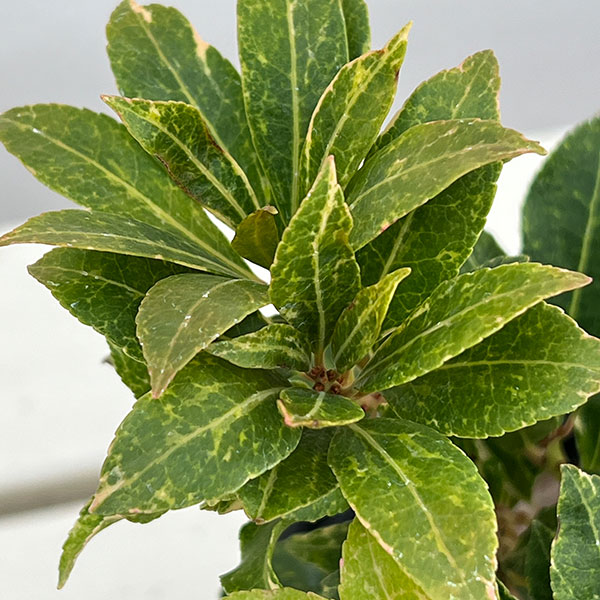 アセビ(馬酔木):ミリオン5号鉢植え