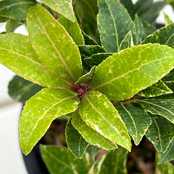 アセビ(馬酔木):ミリオン5号鉢植え