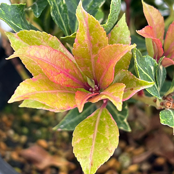 アセビ(馬酔木):ミリオン5号鉢植え