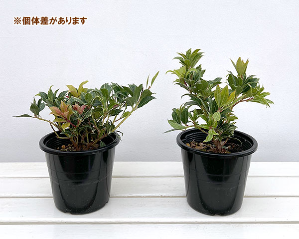 アセビ(馬酔木):ミリオン5号鉢植え