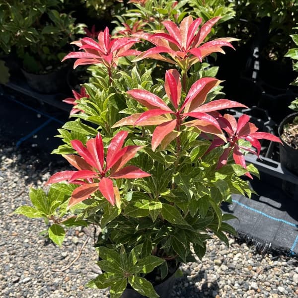 アセビ(馬酔木):ミリオン5号鉢植え