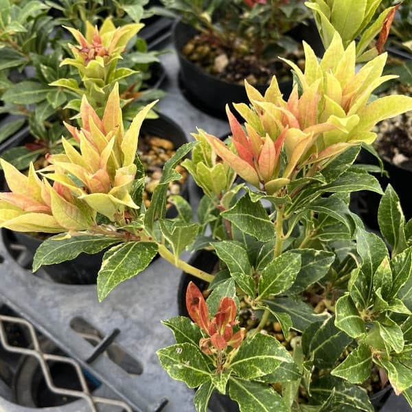 アセビ(馬酔木):ミリオン5号鉢植え