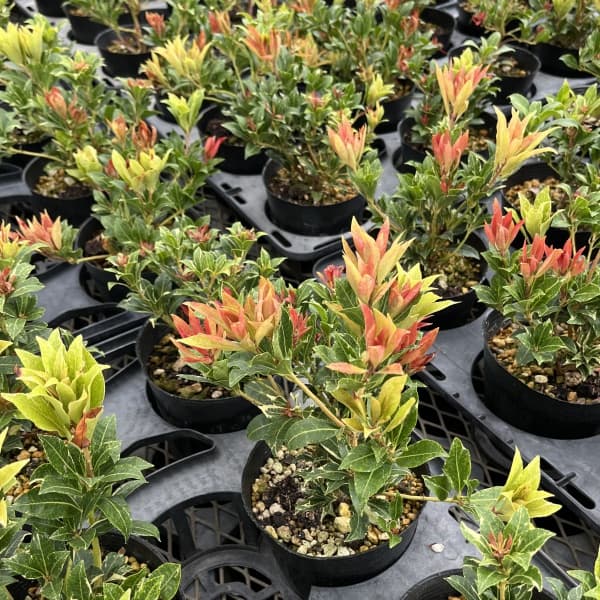 アセビ(馬酔木):ミリオン5号鉢植え