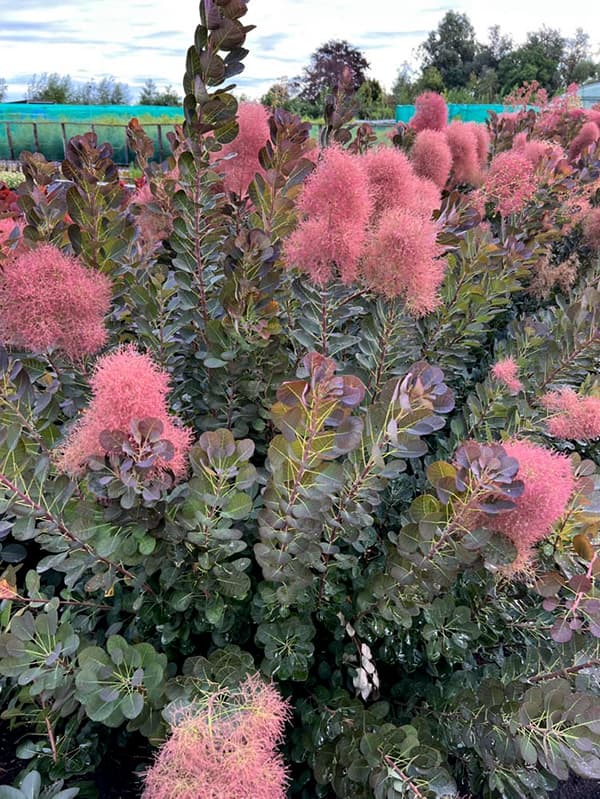 スモークツリー：マジカルトーチ4-4.5号ポット