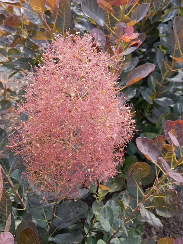 スモークツリー：マジカルトーチ4-4.5号ポット