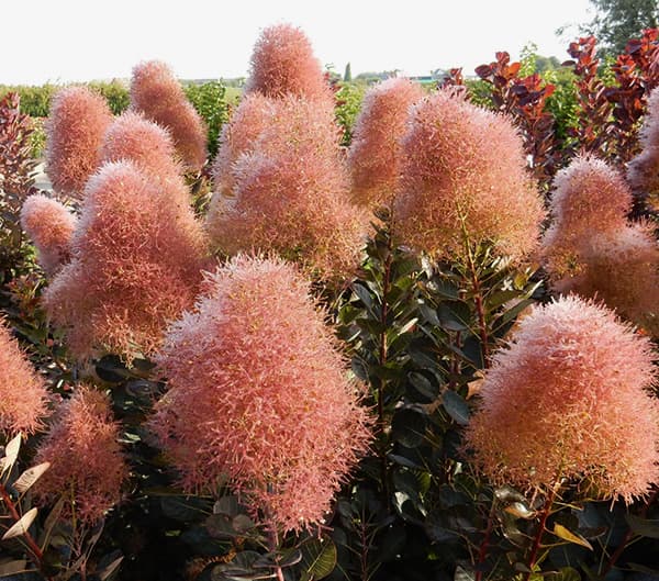 スモークツリー：マジカルトーチ4-4.5号ポット