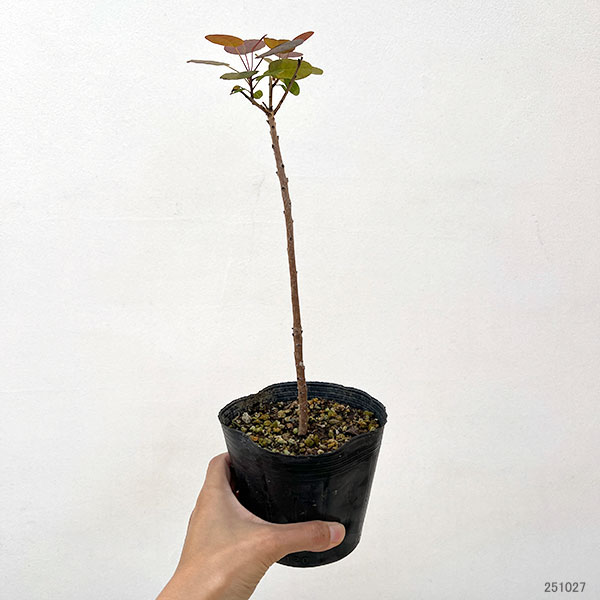 スモークツリー：マジカルトーチ4-4.5号ポット