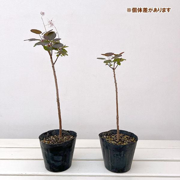 スモークツリー：マジカルトーチ4-4.5号ポット
