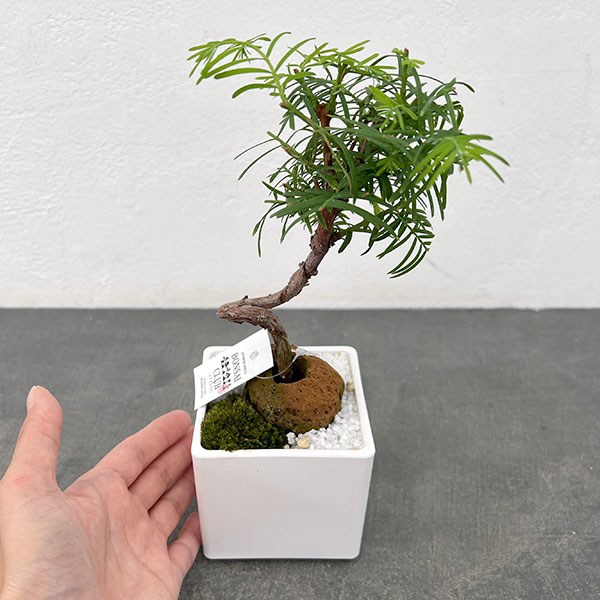 メタセコイア　坪庭仕立て角鉢