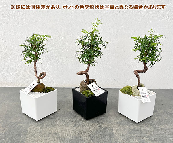 メタセコイア　坪庭仕立て角鉢