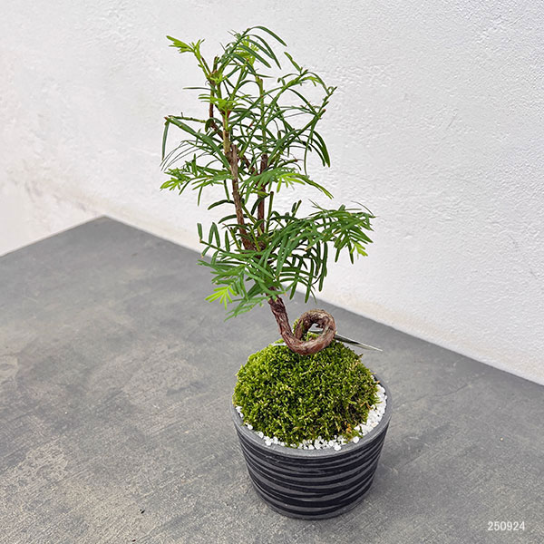 メタセコイア　苔玉仕立て丸鉢