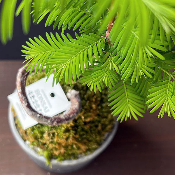 メタセコイア　苔玉仕立て丸鉢