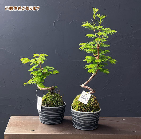 メタセコイア　苔玉仕立て丸鉢