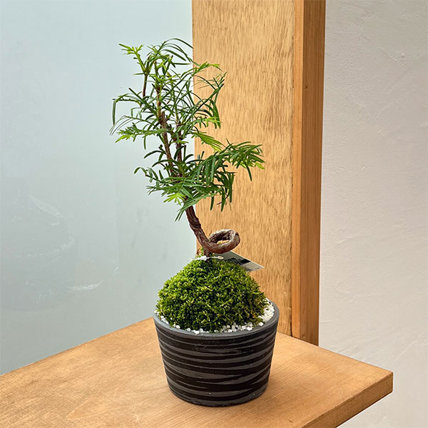 メタセコイア　苔玉仕立て丸鉢