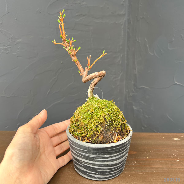 メタセコイア　苔玉仕立て丸鉢