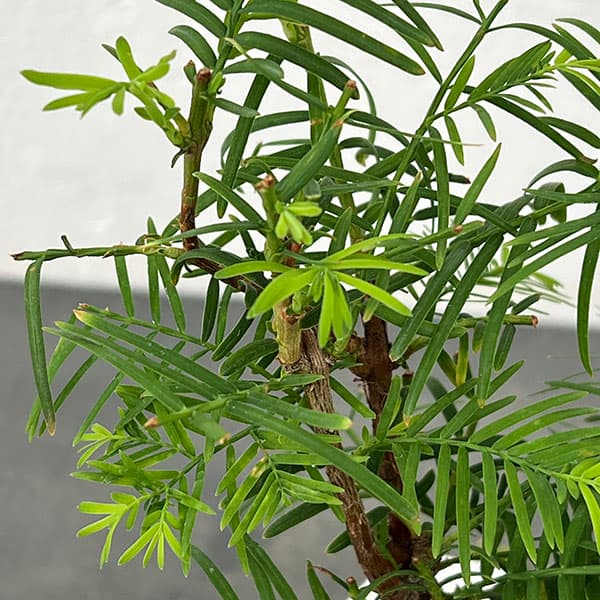 メタセコイア　苔玉仕立て丸鉢