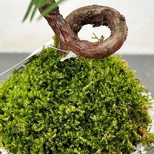 メタセコイア　苔玉仕立て丸鉢