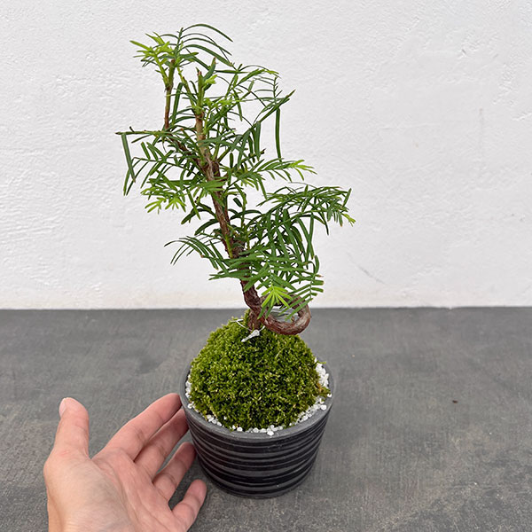 メタセコイア　苔玉仕立て丸鉢