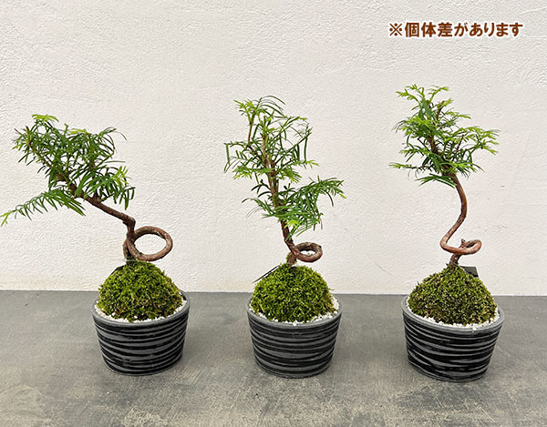 メタセコイア　苔玉仕立て丸鉢