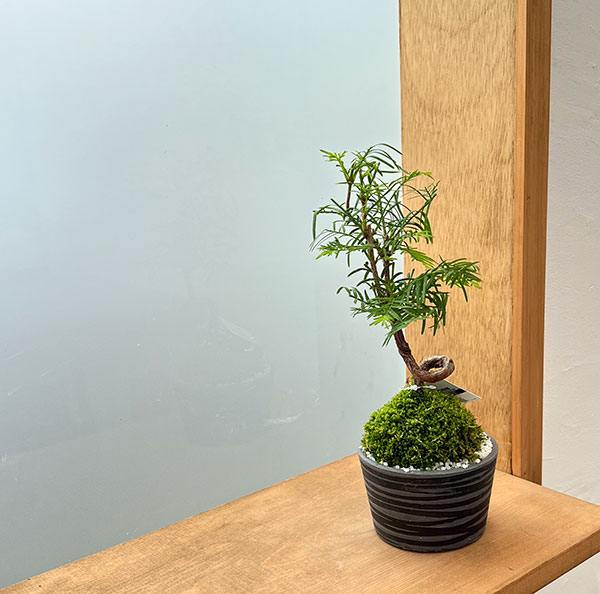 メタセコイア　苔玉仕立て丸鉢