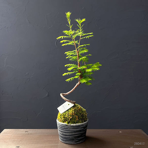 メタセコイア　苔玉仕立て丸鉢