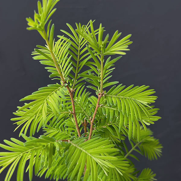 メタセコイア　苔玉仕立て丸鉢