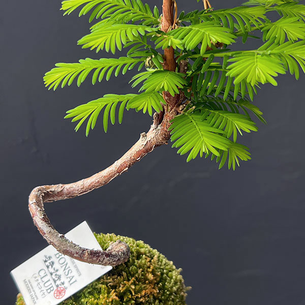 メタセコイア　苔玉仕立て丸鉢