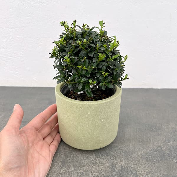 キンメツゲ（金目つげ）玉仕立て3号陶器鉢