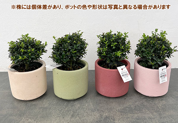 キンメツゲ（金目つげ）玉仕立て3号陶器鉢