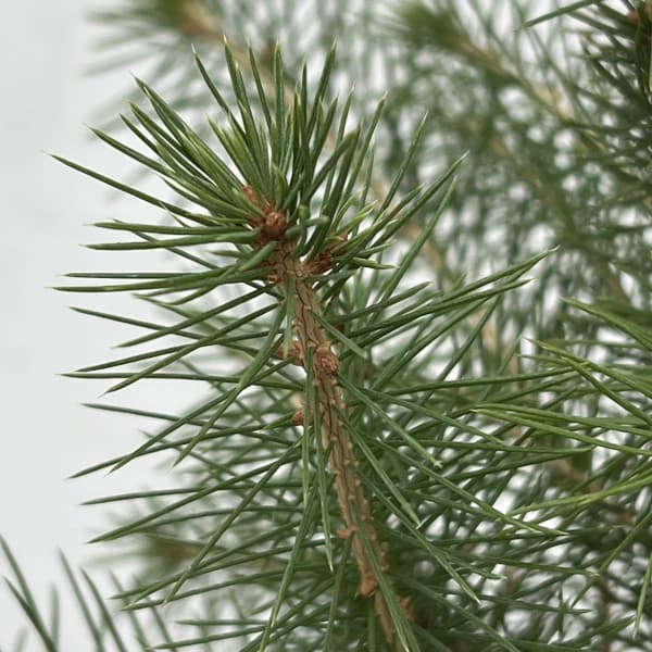 ドイツトウヒ 苗　3個セット ドイツトウヒ 1.5m 露地 苗木 : トオヤマグリーン - 通販 - Yahoo