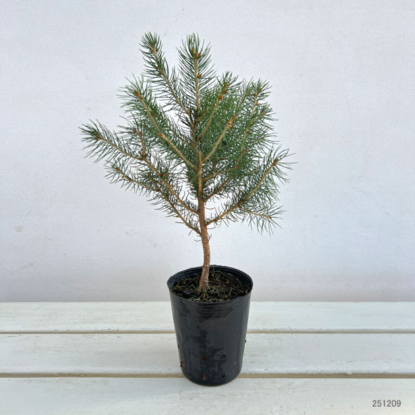 ドイツトウヒ3号ポット