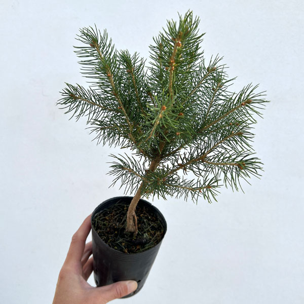 園芸ネット本店｜ドイツトウヒ3号ポット の通販【公式】