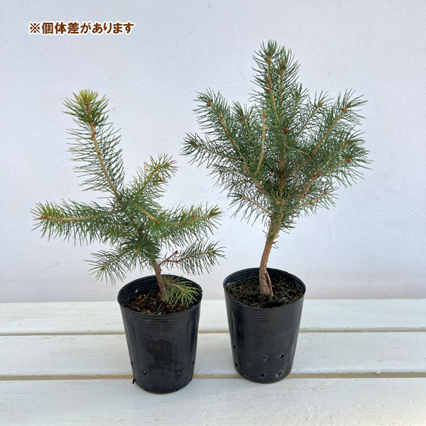 園芸ネット本店｜ドイツトウヒ3号ポット の通販【公式】