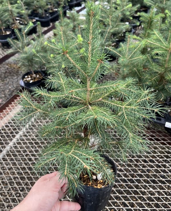 ドイツトウヒ4号ポット