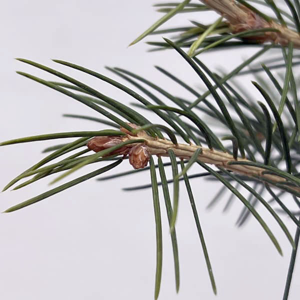 （わけあり特価）ドイツトウヒ4号ポット