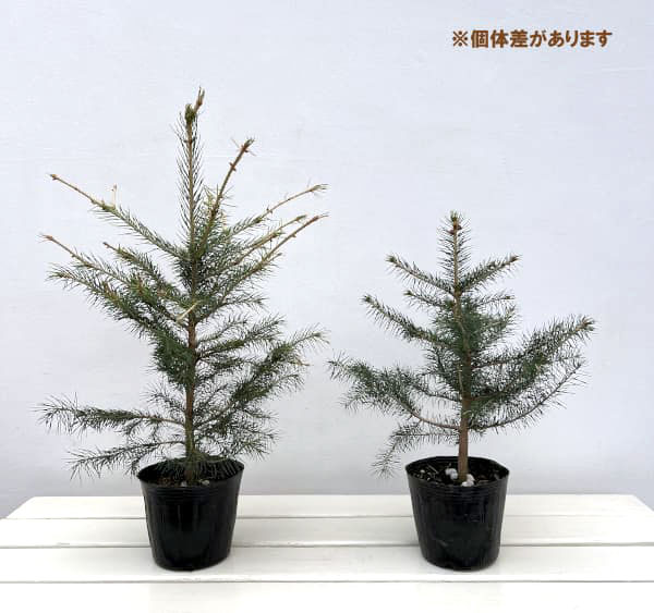 （わけあり特価）ドイツトウヒ4号ポット