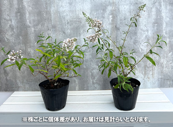 ブッドレア:ガリバー5号ポット