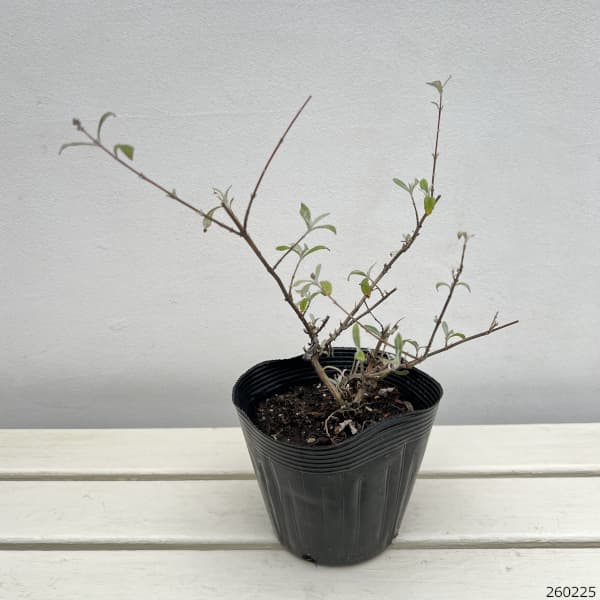 ブッドレア：ガリバー5号ポット