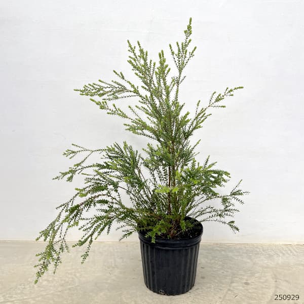 メラレウカ:センテッドペーパーバーク(スクアローサ)7号鉢植え