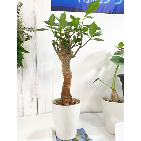 [送料無料]バオバブ 鉢植え（樹高約30cm、12年生）