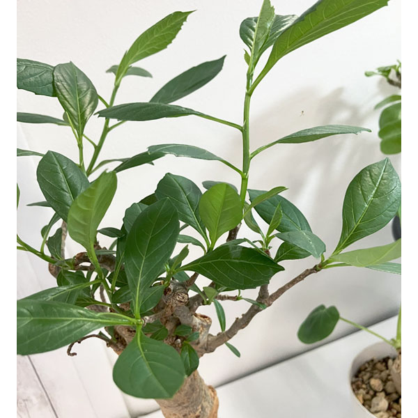 [送料無料]バオバブ 鉢植え（樹高約30cm、12年生）
