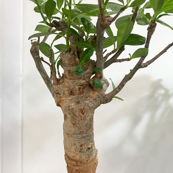 [送料無料]バオバブ 鉢植え（樹高約30cm、12年生）